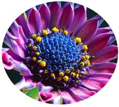Fill Circular Shape with photo