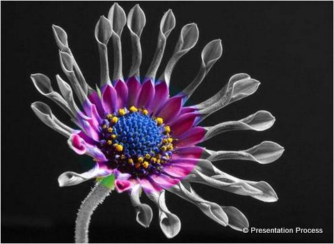 partial desaturation photo effect in PowerPoint